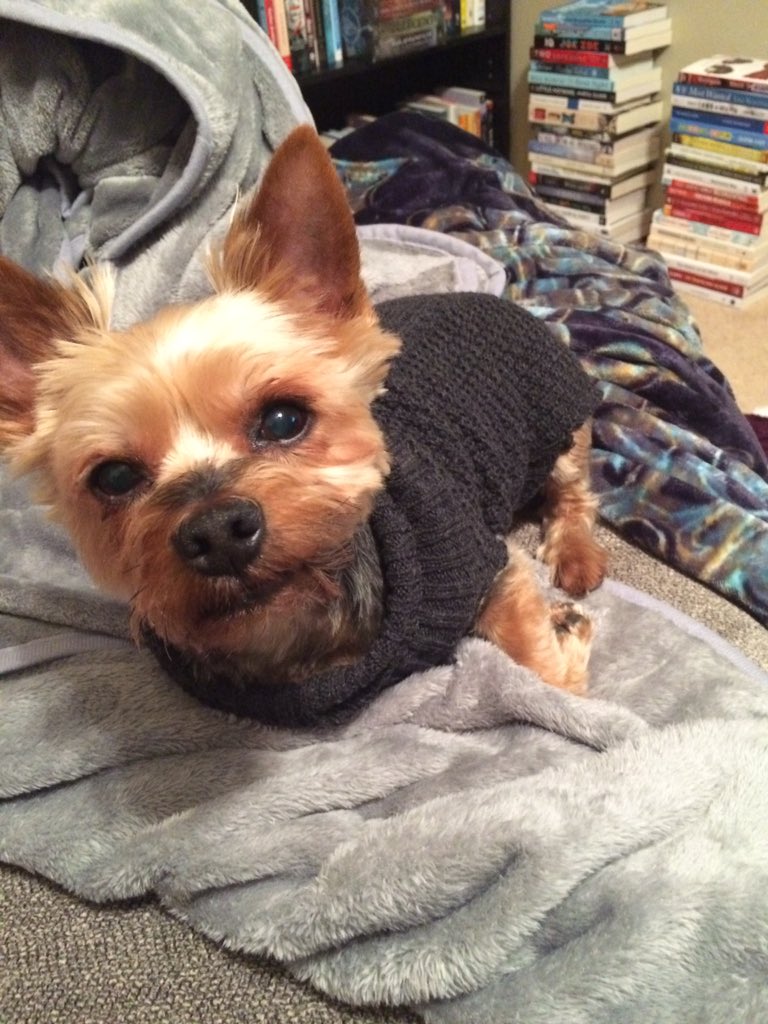 ElliesReviews's tweet photo. Daily dose of cuteness. #Mickeygram sitting on his throne of blankets. 😍 https://t.co/km2oQo2Qte