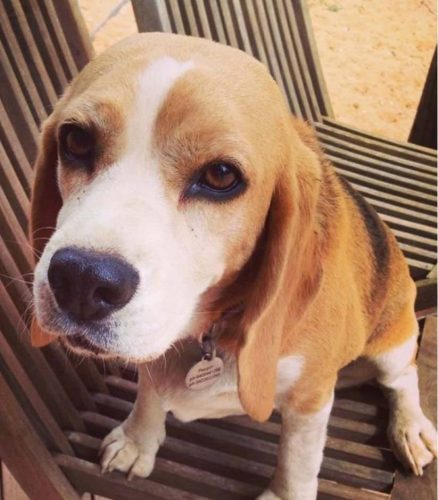 petsarefound's tweet photo. Please RT: #Lost Tri-colour Beagle #Dog 
https://t.co/ouhymIcX5W 
#Missing from Victoria Park 6100 #Perth #WA #LostDog #LostBeagle #Beagle https://t.co/bKOINiilXY