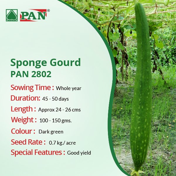 pan_seeds's tweet photo. #PanSeeds brings to you high quality Sponge Gourd Seeds. To know more visit - https://t.co/dL8pUqQjjW #QualitySeeds https://t.co/T1eSJ9QPjy
