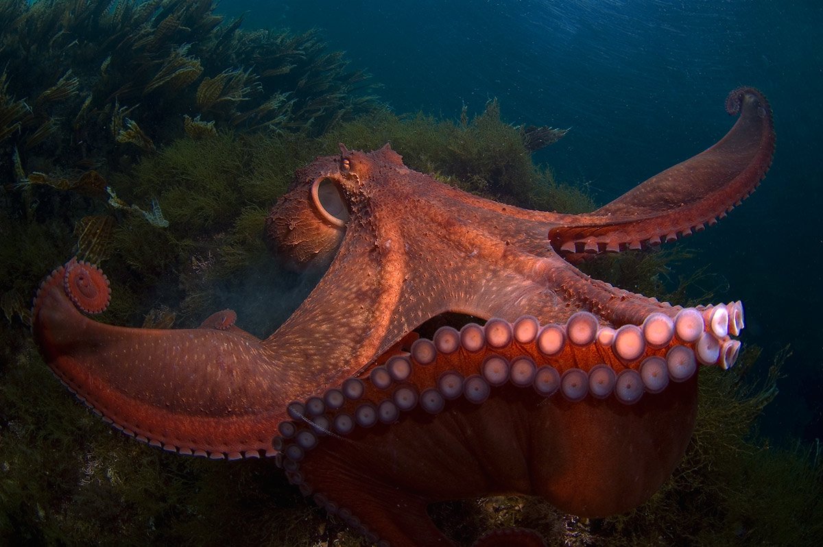 Underwater world of Primorye, Russian Far East - Kamchatka crabs, Giant oct...