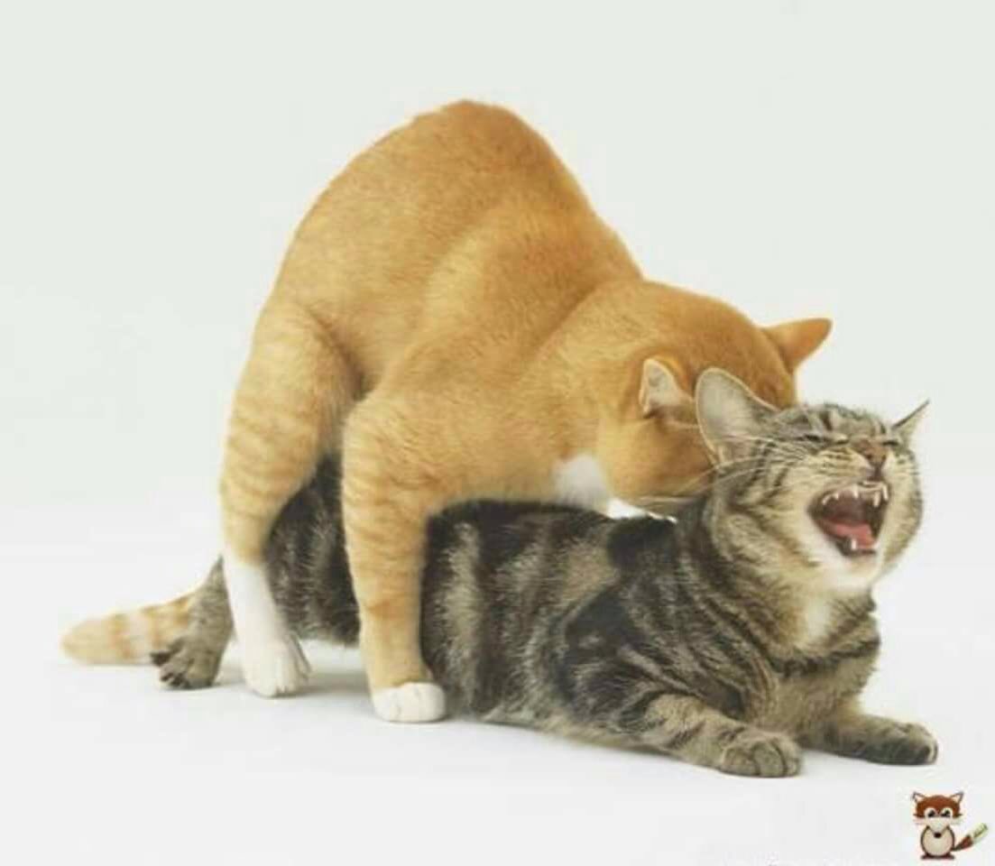 ku-/saed (@mowafg7) on Twitter photo 