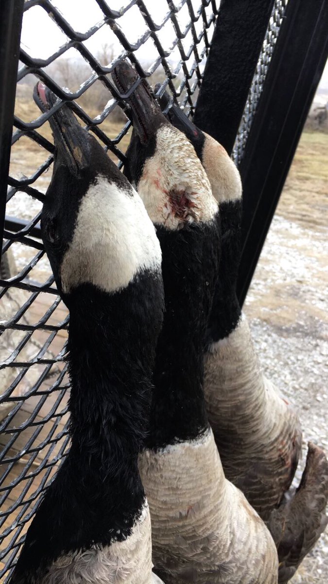 MFowlers's tweet photo. Corn fed and one hell of a adrenaline rush! https://t.co/AKge4ku6Gr