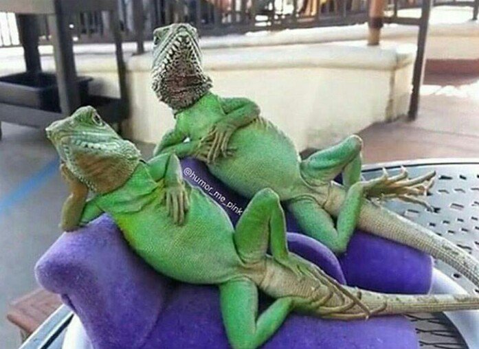 Gryffoh's tweet photo. When your mature friend comes over and you start judging everyone on the #BlockPotusChallenge #KermitCaptions https://t.co/EcJRb3vnXz
