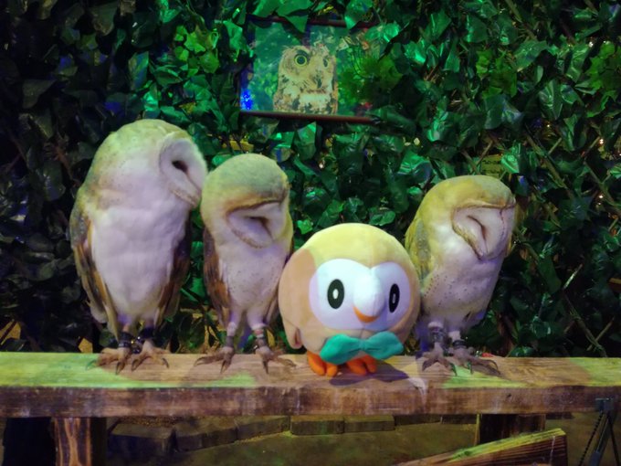 おっ新入りか 本物のフクロウとモクローのぬいぐるみを並べたら違和感ゼロ ねとらぼ
