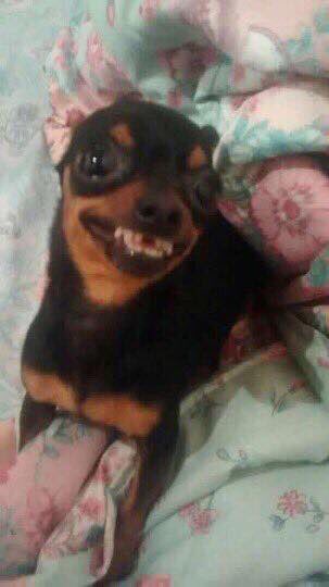 azúcar on Twitter: "BITCH IM A DOG THROOF https://t.co/X6po10Etue"