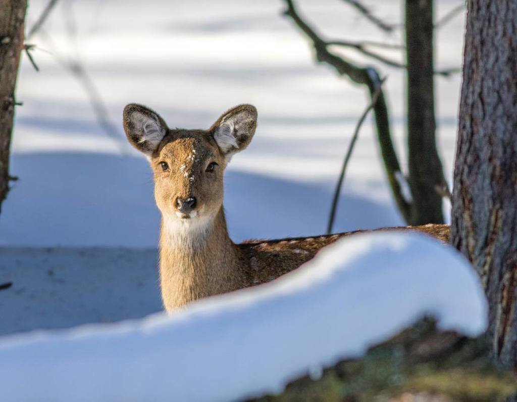 EAllistone's tweet photo. I've been waiting for this day... The sun finally came out! #yippee 
#deer #nature #naturephotography #snow #snowph… https://t.co/CvUPdNFnzm