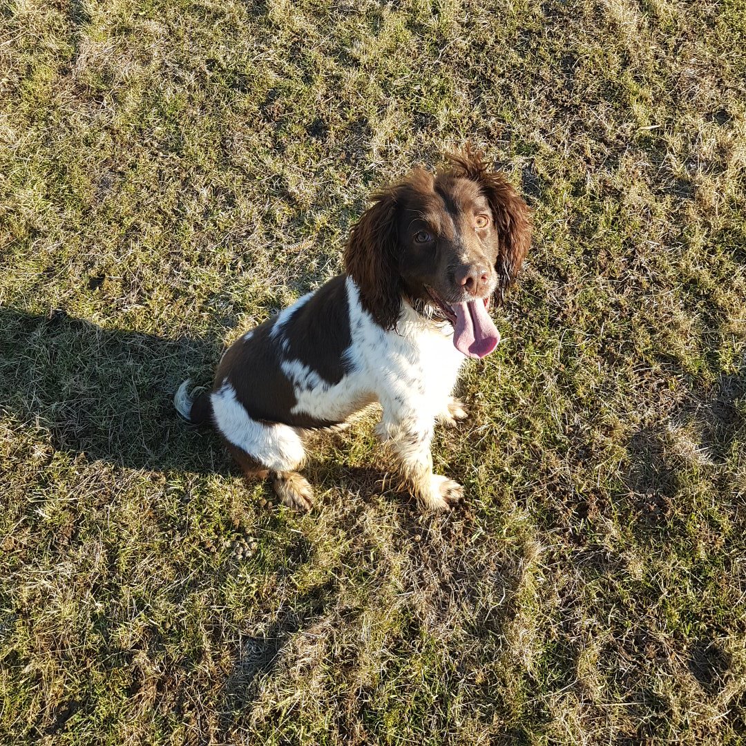 NobleProtection's tweet photo. Good training sessions this week and good run out for our #drugdetectiondogs Django and Dexter https://t.co/ASSH1EB4Ad
