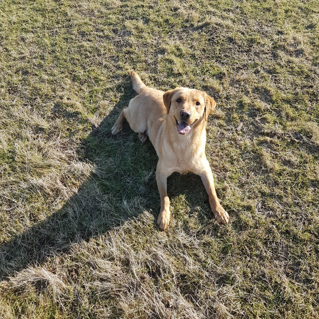 NobleProtection's tweet photo. Good training sessions this week and good run out for our #drugdetectiondogs Django and Dexter https://t.co/ASSH1EB4Ad