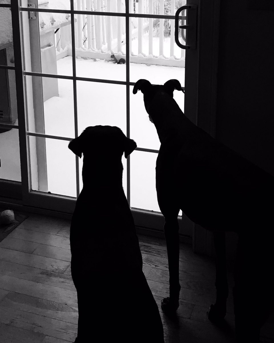 LifeWith_2Dogs's tweet photo. Dogs united against squirrels 💪🏼 #ermagerd #dersasquirrel #dogsoftwitter https://t.co/Imq4CvZ7Ze