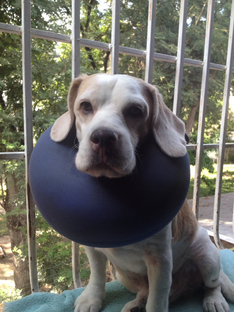 marielamolina's tweet photo. Max con su collar isabelino... esa mirada me hace temer por mi vida #ElPran https://t.co/yhKOOKhrSu