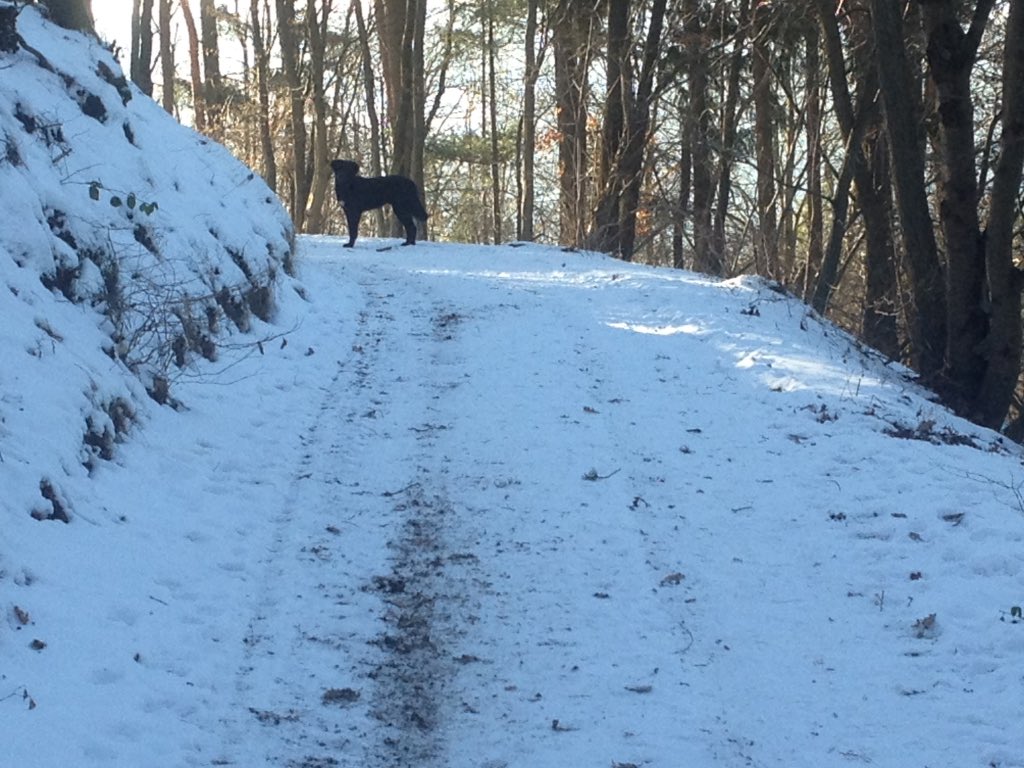 EdytaOppermae's tweet photo. #SundayMorning #snowday #lovemydog #badmünstereifel https://t.co/Jpv84daPwc