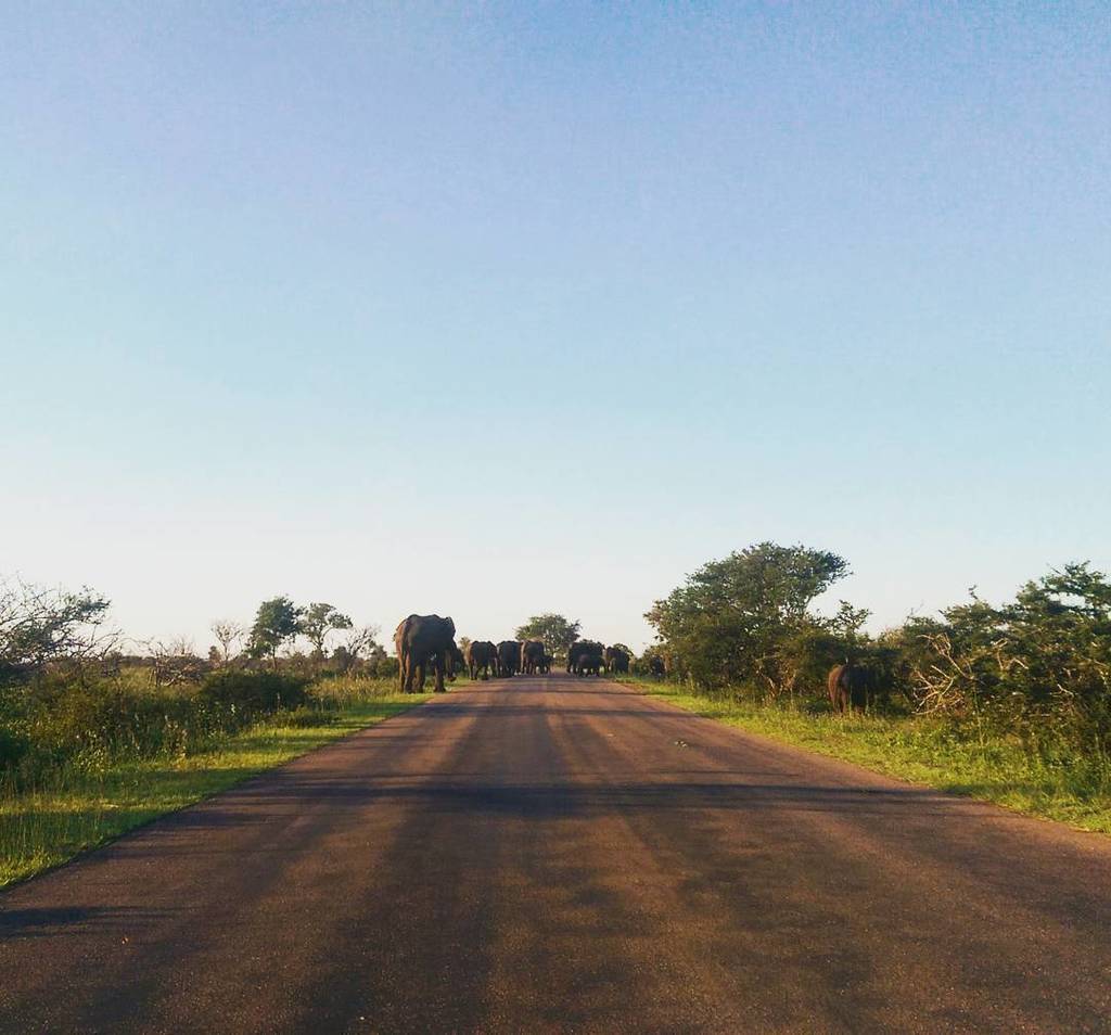 afidelf's tweet photo. Favourite kind of road block. #travel✈️ #southafrica #krugernationalpark #safari #selfdriv… https://t.co/Y8kV63MR0N https://t.co/nFl6MCPjcT
