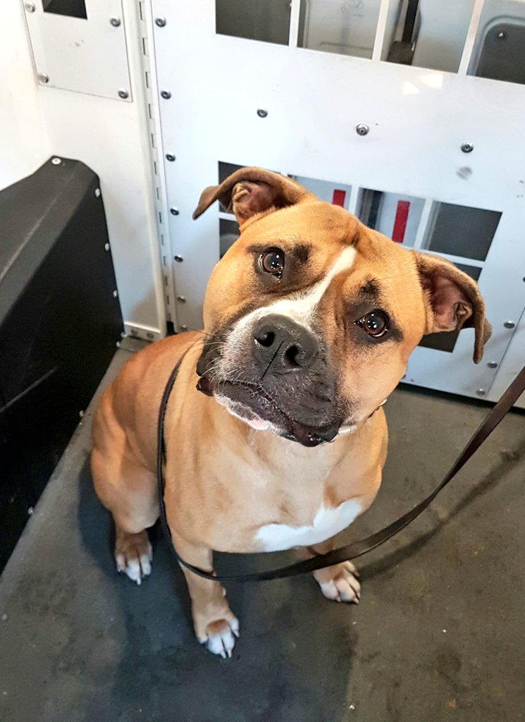 LostboxUK's tweet photo. RT @MPSHarrow: Assisting @MetTaskforce in a park rescuing this poor girl who had been tied to a tree &amp; left in -5’c https://t.co/OntSN3UvtN