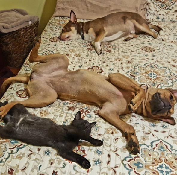 minamaya13's tweet photo. #Dog & #cat rescued day apart by woman who had 2 dogs, now inseparable. TK boss of the 'Brigade'! https://t.co/BHTLnBFXxd #SundayIsForFamily https://t.co/xxQOzI9OBS