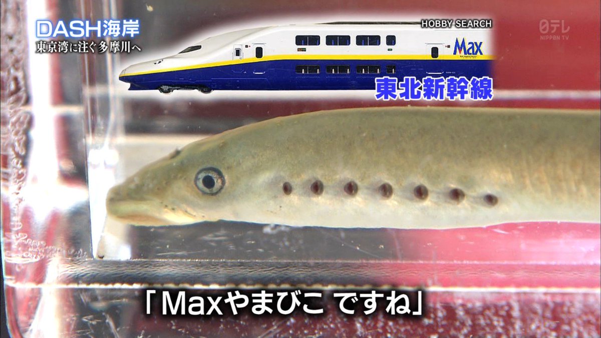 鉄腕dash 絶滅危惧種の珍形態 開眼スナヤツメさんをmaxやまびこに例えてしまう Togetter 鉄腕dash 絶滅危惧種の珍形態 開眼スナヤツメさんをmaxやまびこに例えてしまう Togetter