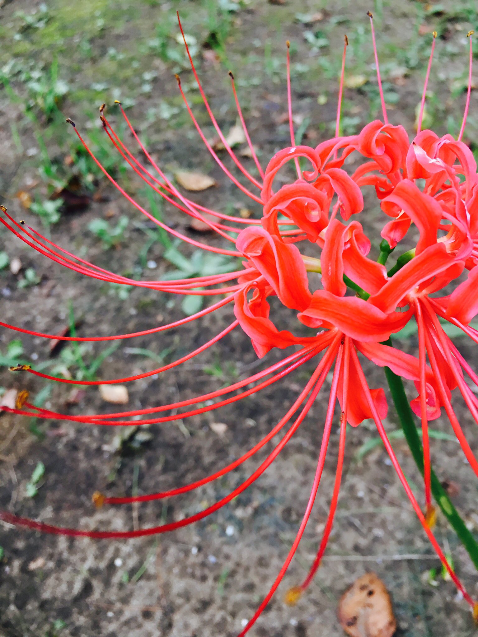 逢樹ひろ タグで最初から作り方読めると思うので 興味持ってくださった方はご自由にレッツ彼岸花作成 彼岸花の造花が無い 無ければ作れば良いじゃない の精神でマステと身近な物で作りました マステ彼岸花造花 T Co Xcgozvbleu Twitter
