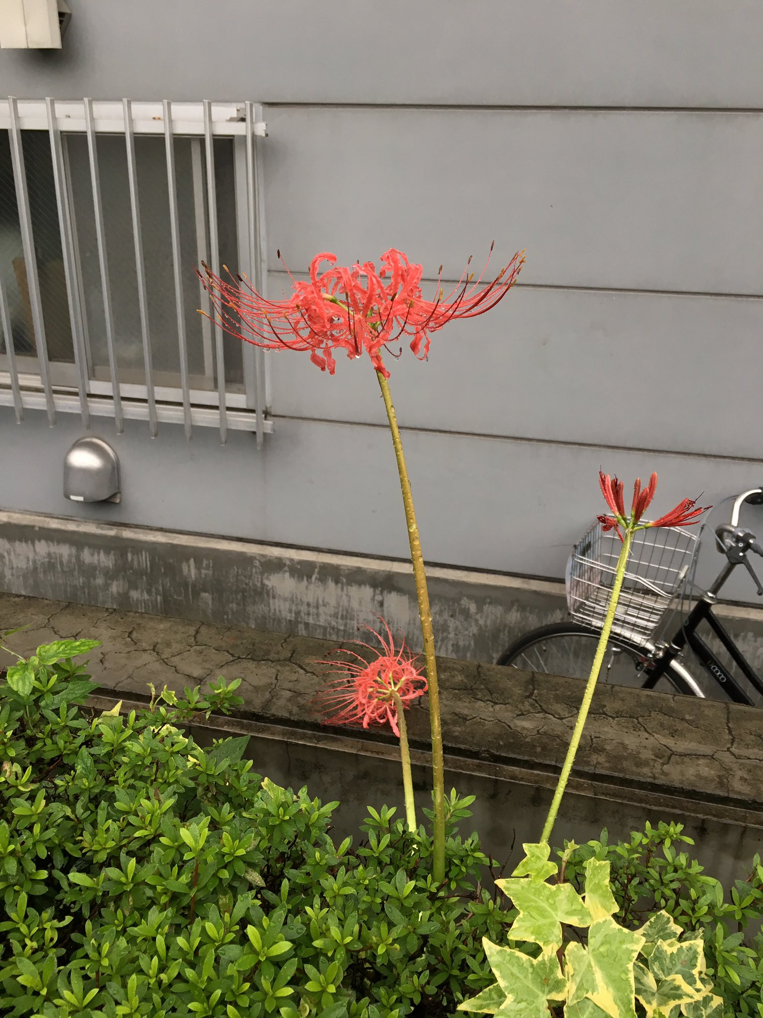 逢樹ひろ タグで最初から作り方読めると思うので 興味持ってくださった方はご自由にレッツ彼岸花作成 彼岸花の造花が無い 無ければ作れば良いじゃない の精神でマステと身近な物で作りました マステ彼岸花造花 T Co Xcgozvbleu Twitter