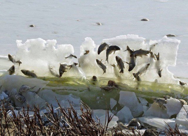 TW_nextmedia's tweet photo. 冷到瞬間急凍！魚群怎樣變成冰雕的？
#coldcurrent #coldwave #Freezing #LakeAndes #FreezingConditions #KellyPreheim 
→→https://t.co/sNsiBT83a5 https://t.co/mdkZMdIaDU