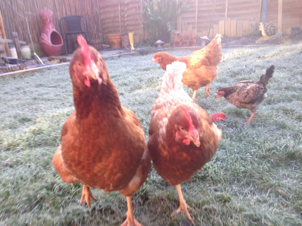 gardengarrett's tweet photo. A frosty morning with the chickens https://t.co/7siaTGeJc5