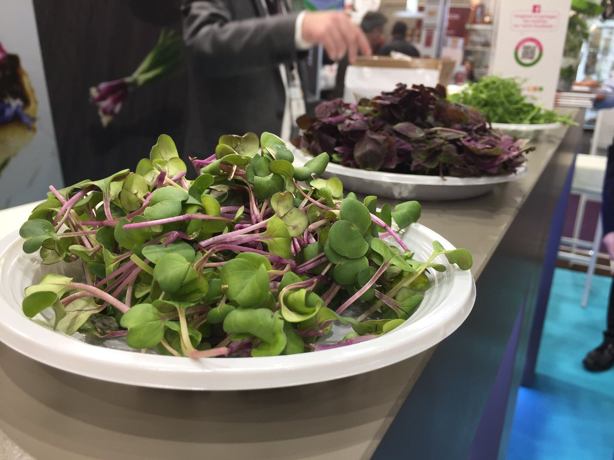 Académie Mandar (@academiemandar) on Twitter photo Les micros pousses @cueillettes et Cuisine vous attendent au <a href="/Sirha_Lyon/">Sirha Food</a> ! Dégustez-les sans plus attendre! #mandar #healthy #food #lyon Les micros pousses @cueillettes et Cuisine vous attendent au <a href="/Sirha_Lyon/">Sirha Food</a> ! Dégustez-les sans plus attendre! #mandar #healthy #food #lyon