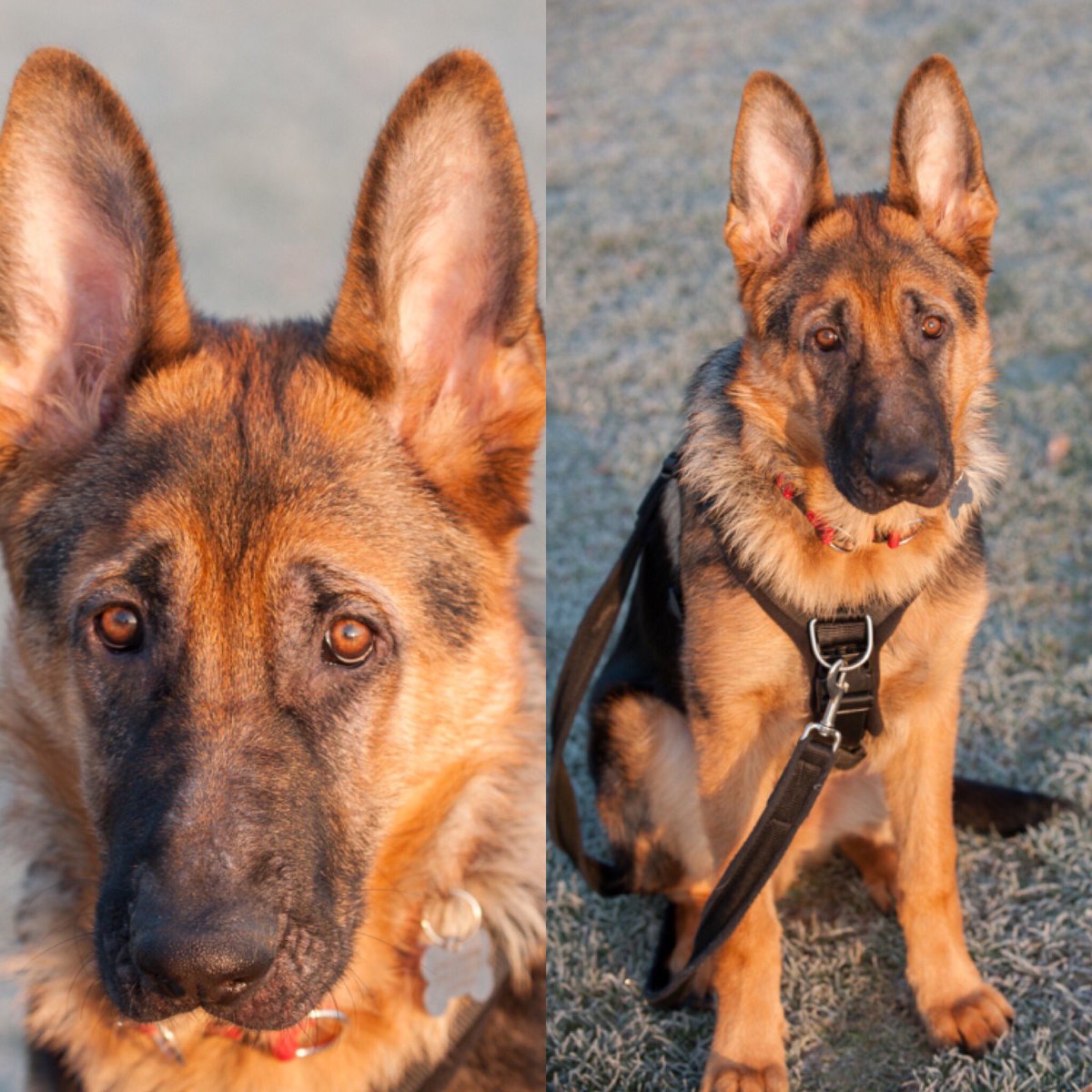 DavePatient's tweet photo. A great walk with the pup this morning. #GermanShepherdpuppy https://t.co/lmxjXICjCd