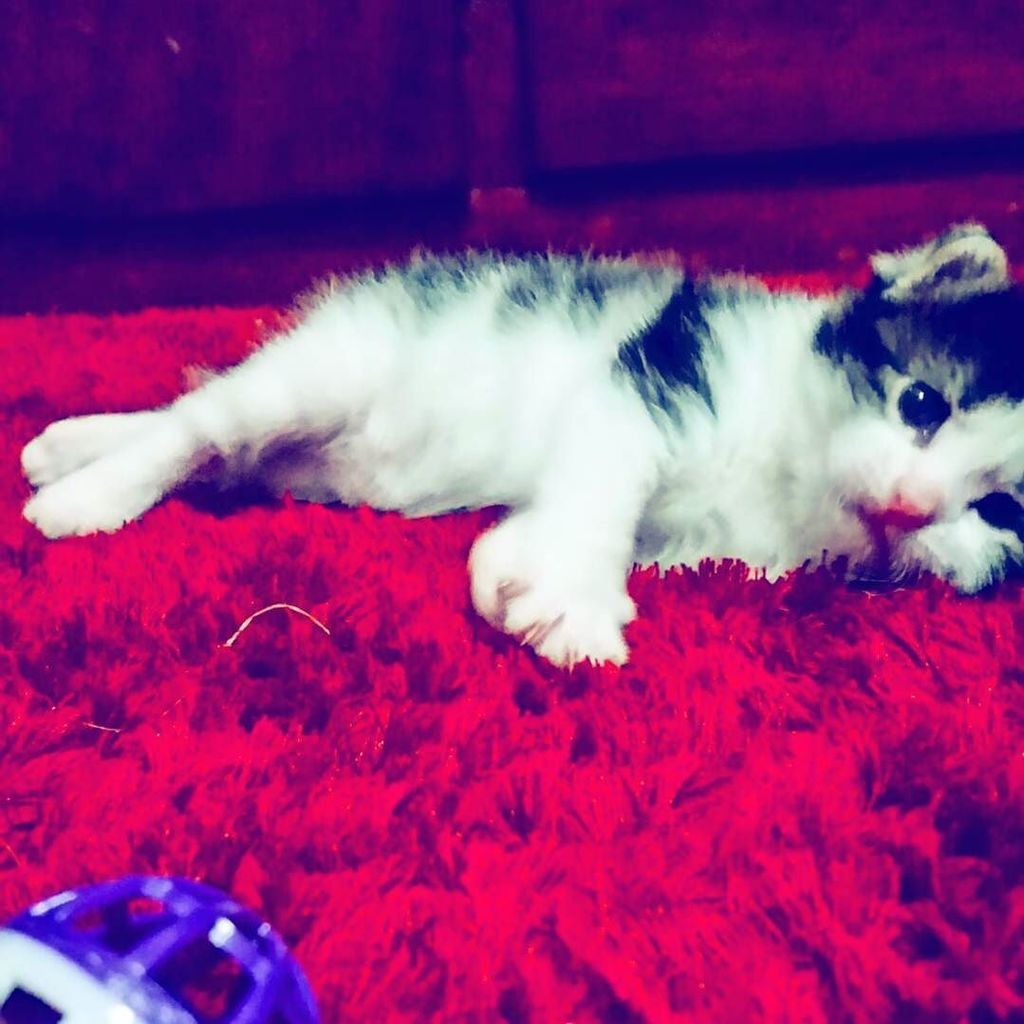 SonjaBarfoed's tweet photo. So sad, too sad to even play with ball. #catsofadelaide #catsofinstagram #catsofig #kitten… https://t.co/ftQqC9pNQo https://t.co/h5IPQqgcO9