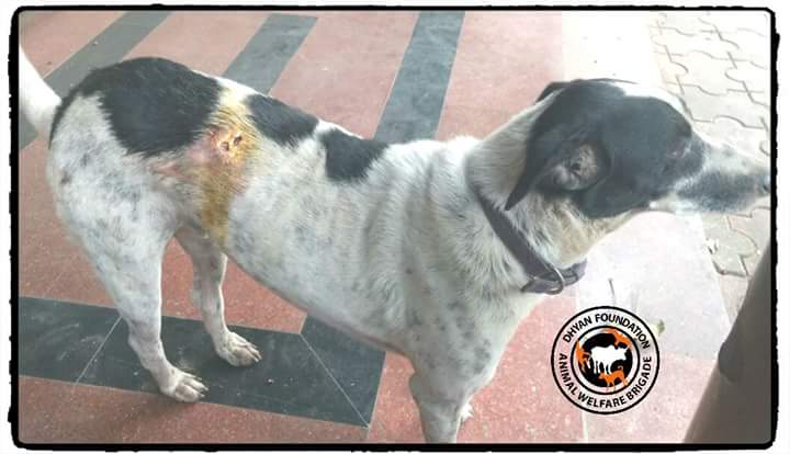 dhyanfoundation's tweet photo. Dogs rescused in #Mumbai by volunteers, provided spot treatment and was taken to Ahimsa shelter
#DogsRescue
#AnimalBrigade https://t.co/tuMafNxw15