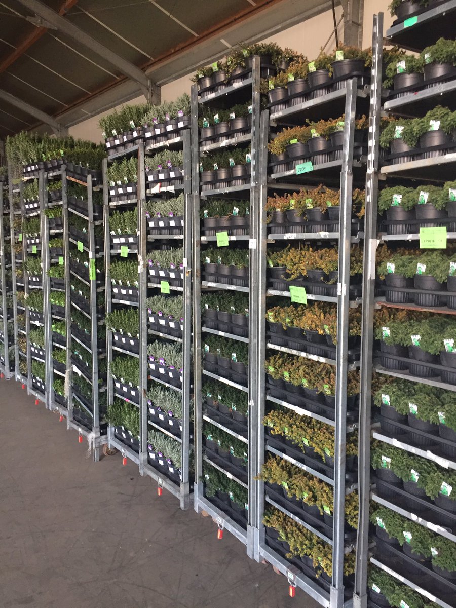VerkoopGerard's tweet image. Het seizoen kan weer beginnen kruiden uit Italië net binnen @GCollectP @FloraXchange @FH_PlantConnect