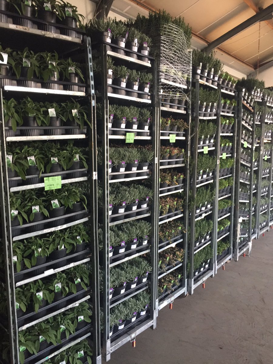 VerkoopGerard's tweet image. Het seizoen kan weer beginnen kruiden uit Italië net binnen @GCollectP @FloraXchange @FH_PlantConnect