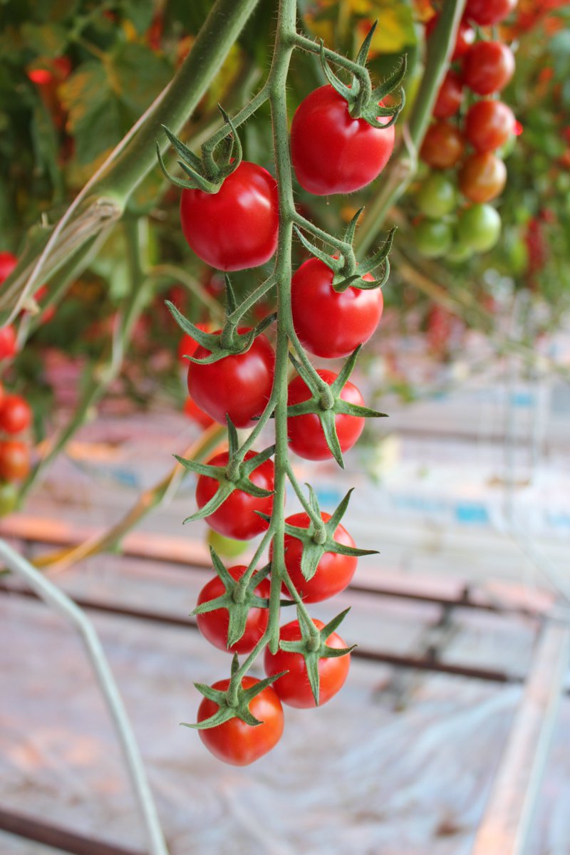 howdenshire's tweet photo. In our new issue, we hear how a local business is now able to grow tomatoes all year round. #foodanddrink #howdenshireliving #horticulture https://t.co/Pt2M0ooir6