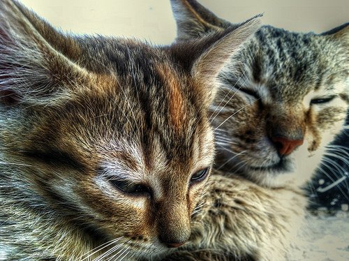 malikiagerry's tweet image. Kitten dlvr.it/N9gwQN #Animal #azzouz #cat #Cats