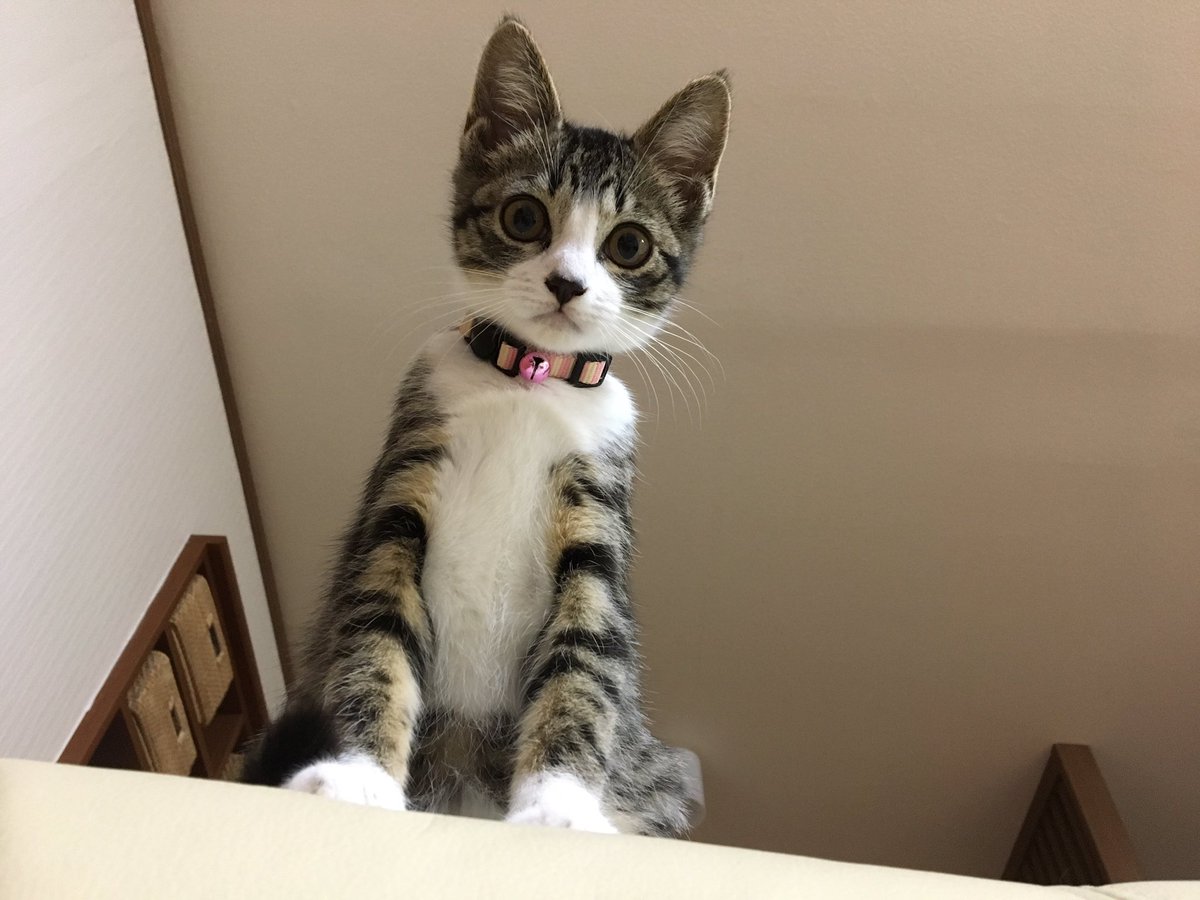 動物,犬,猫,しつけ,飼い方,育て方,病気,健康