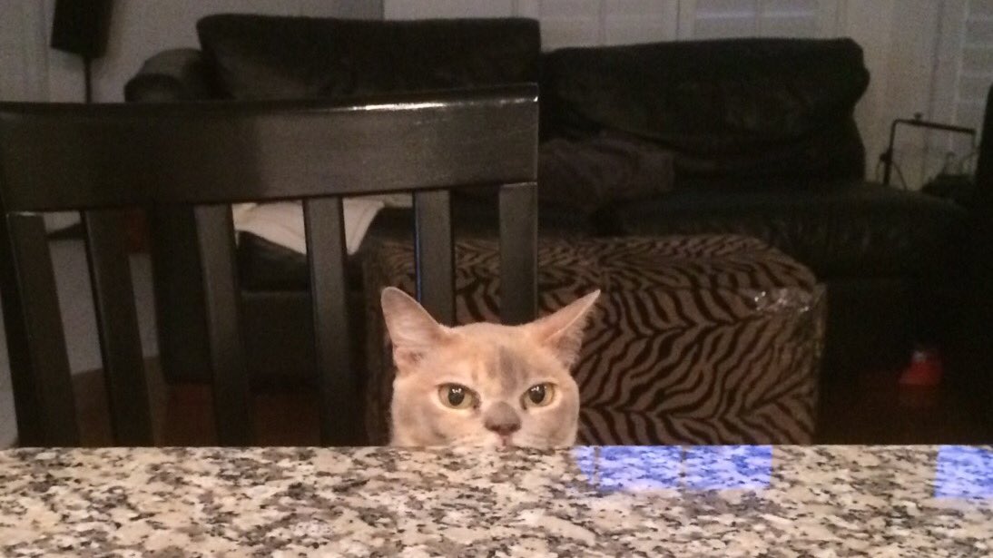 babycatnfriends's tweet photo. @filzballjaeger @vld2009 Foodies? Hallo? Mama? I'm a poor waif all alone in the world. Nopawdy to feed meeee. #small #babycat #WEETI https://t.co/kTp2AIl48o