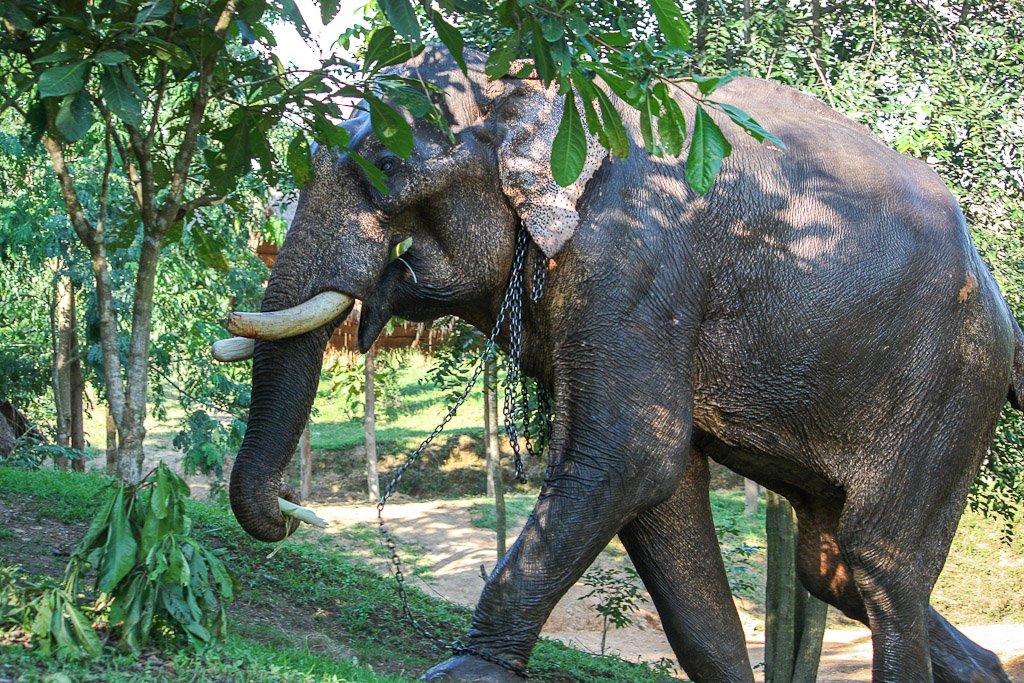 Yangoliatko_'s tweet image. Riding an Elephant is the same as swimming with dolphins, posing with tigers, etc. It&apos;s EXPLOITATION! #OpElephant