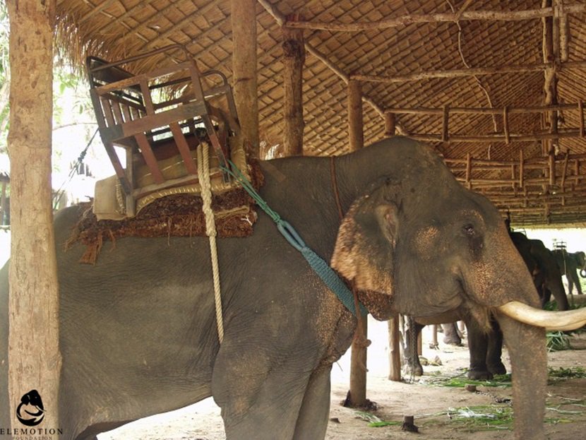 sanmarino397's tweet image. ~16,000 Asian elephants are in captivity around the world, being used for  ‘entertainment’ of tourists #OpElephant