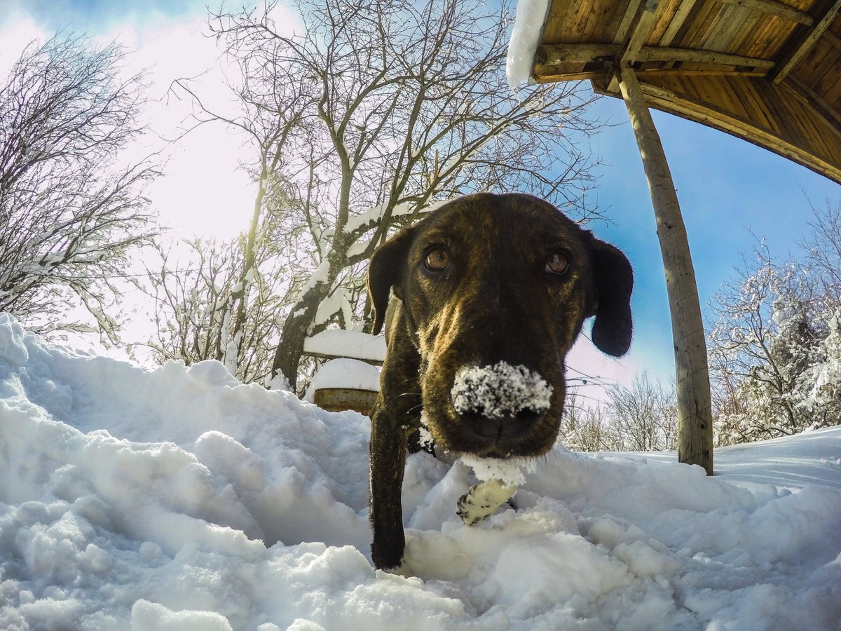 DerDojclerer's tweet photo. Нашиот водич вчера на Скопска Црна
#wandern #hiking #winter #schnee #snow #backpacking #dog #wanderlust #Berg
#mountines https://t.co/8EbVGjxsB2
