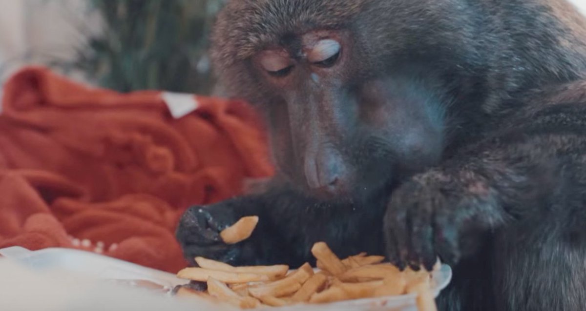 Video: Curly - Munchies 16bars.de/media/92005/cu… <a href="/thelifeofcurly/">Curly</a> <a href="/ENA_76/">ENAKA🛸</a> <a href="/Max_Mostley/">Max Mostley</a>