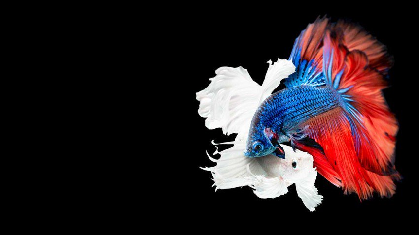 LeaderChat's tweet image. How Rudeness Stops People from Working Together ow.ly/KFmR308e7TF By @PorathC