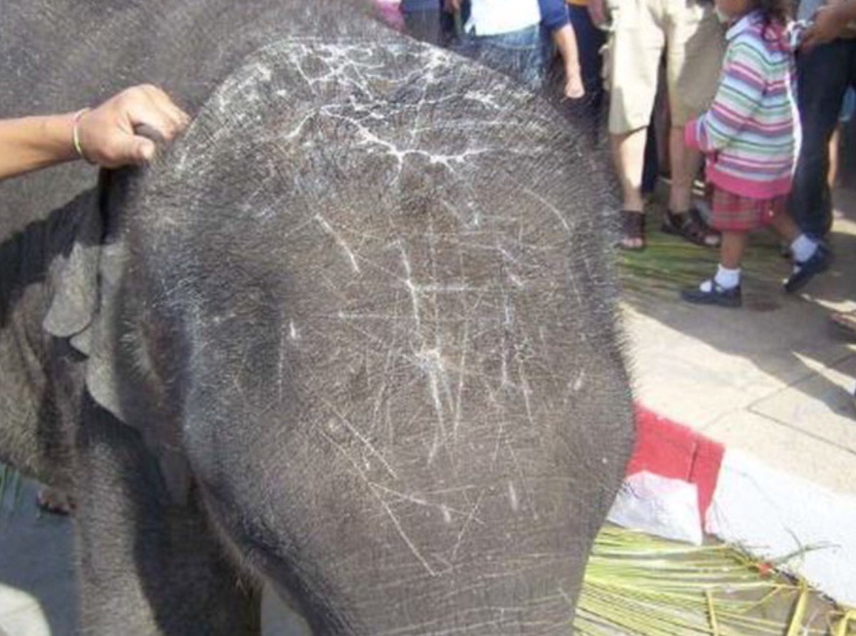 anikasleem's tweet image. Extensive scarring on the face of this baby elephant showcases the horrific torture during &apos;training&apos; 💔 #OpElephant