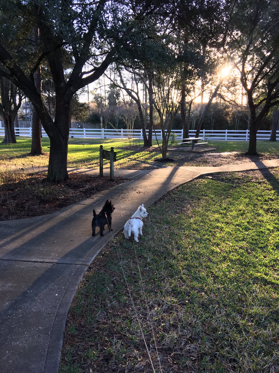 Colonelcairn's tweet image. 4 Zombies posing as squirrels treed this morning treed. RaaAAA! #ZSHQ
