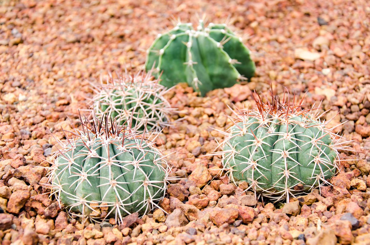 PreachBuilding1's tweet image. Mulch must be replaced every season, while rocks can last the lifetime of your garden.