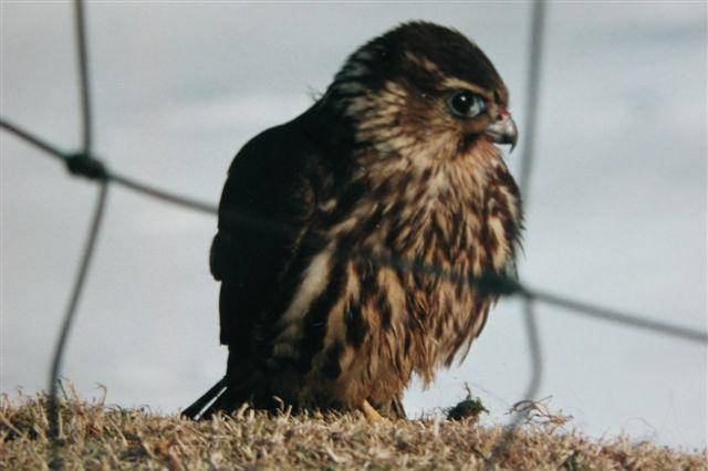 HubertDeMeulder's tweet photo. #Reninge - Zeldzame valk gespot tijdens roofvogeltelling https://t.co/wW6z0RbW8T #HLNVleteren via @HLN_BE https://t.co/LL51Yqx3PN