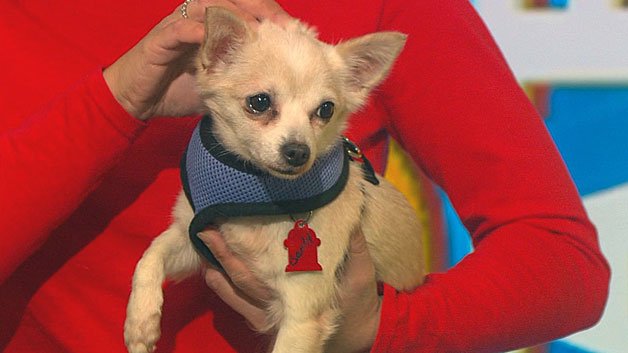 Meet two dogs up for adoption from <a href="/SaveADogInc/">Save A Dog, Inc.</a> on the Pet Parade! boston.cbslocal.com/2017/01/22/pet…