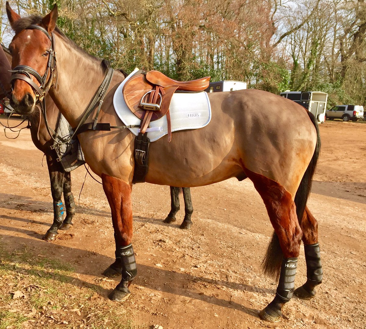 EmiliaBarry's tweet photo. Romeo loved his new husk boots today thankyou @HuskThe #equinehour #eventhorse #arenaeventing #airflow #nosweatonhim https://t.co/OdrmtVKiAn