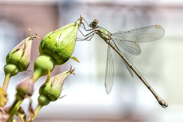 Go2Yogis's tweet photo. If a dragonfly lands on your head, it's considered good luck #go2yogis #going2natural #luck #lucky #dragonfly #insect #fortune #life #nature https://t.co/sDJ4oIvbQk