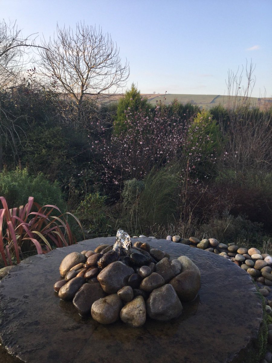 cottagedales's tweet photo. It is the #middleofwinter? #crispandclear #sunny #YorkshireDales #spring Weigela & bright #winter Mahonia & Skimmia colours #mildwinter https://t.co/OIS3fLXEQo