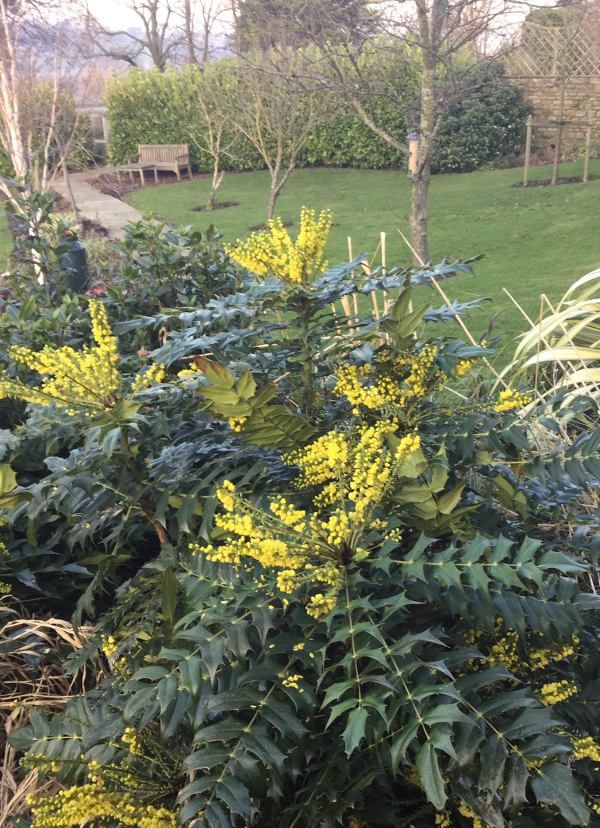 cottagedales's tweet photo. It is the #middleofwinter? #crispandclear #sunny #YorkshireDales #spring Weigela & bright #winter Mahonia & Skimmia colours #mildwinter https://t.co/OIS3fLXEQo