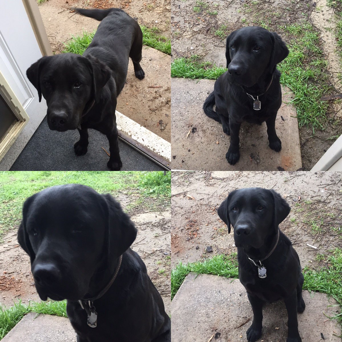 PutEmUpLabs's tweet photo. Happy birthday PEU Buck's American Hot Rod ...AKA "Axel" #birthdayboy #lovemylab #labrador#putemuplabradors https://t.co/lXenL2JGDc