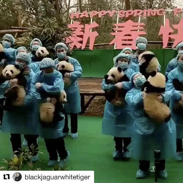 Ashaife's tweet image. 💖 #pandas #savepandas #blacktigerwhitejaguar ift.tt/2jPpzWq