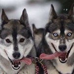ハスキー犬より柴犬の方が狼のDNA濃いってマジ？これ見ても言えるの？ｗ